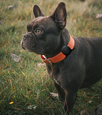 Apple AirTag Silicone Case for Dog or Cat Collar - Black — Hurtel