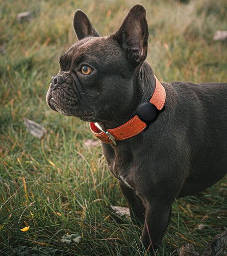 Apple AirTag Silicone Case for Dog or Cat Collar - Black — Hurtel